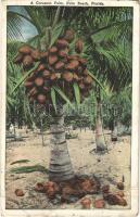 1925 Palm Beach (Florida), a cocoanut palm (fa)