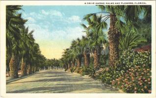 Florida, a drive among palms and flowers,