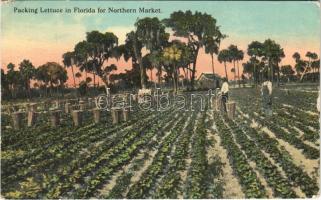 1917 Florida, packing lettuce for Northern Market (small tear)