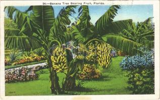 1935 Florida, banana tree bearing fruit