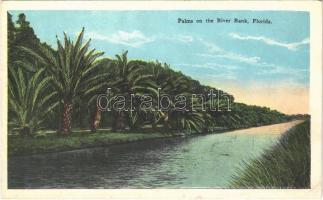 Florida, palms on the River Bank (fa)