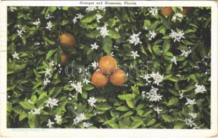 1927 Florida, oranges and blossoms, (fa)