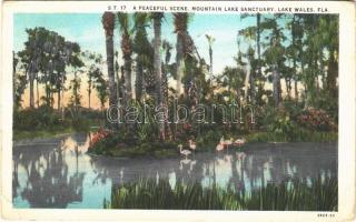 1935 Lake wales (Florida), a peacful scene, mountain lake sanctuary, flamingos, (EB)