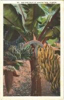 1923 Florida, bud and fruit of banana tree, (EK)
