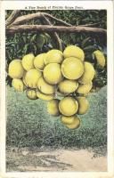 1918 Florida, a fine bunch of Florida grape fruit (EK)
