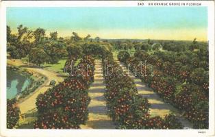 Florida, an orange grove, automobile, (EK)