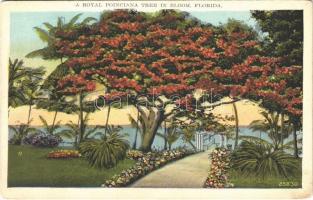 Florida, a Royal poinciana tree in bloom, (Rb)