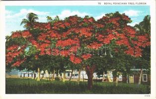 Florida, Royal poinciana tree