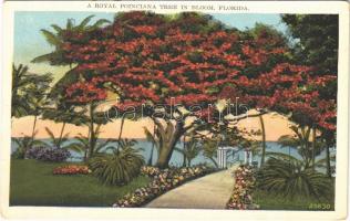Florida, a Royal poinciana tree in bloom,