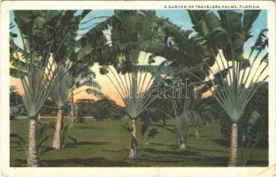 Florida, a garden of travelers palms, (EK)