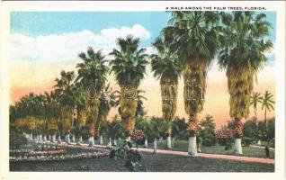 Florida, a walk among the palm trees,