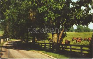 Bluegrass Region near Lexington (Kentucky), Horse breeding farm, photo