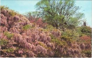 Rochester (New York), Highland Park, wisteria, photo