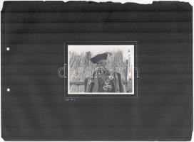 1941 Pipázó juhász, fotó albumlapon, 8x11 cm