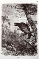 Brehm Alfréd: Az állatok világa egy kötetben. Átdolgozta: Rapaics Raymund. Bp., 1989, ÁKV-Maecenas. ...