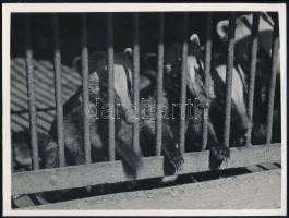 cca 1933 Kinszki Imre (1901-1945) budapesti fotóművész pecséttel jelzett vintage fotóművészeti alkotása (Kíváncsiság), 18x24 cm