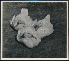 cca 1935 Kinszki Imre (1901-1945) budapesti fotóművész pecséttel jelzett vintage fotóművészeti alkotása (Három kacsa), 13x14,7 cm