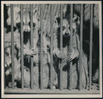 cca 1933 Kinszki Imre (1901-1945) budapesti fotóművész pecséttel jelzett vintage fotóművészeti alkotása (Rácsok mögött), 18x18,5 cm