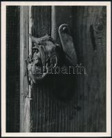 cca 1935 Kinszki Imre (1901-1945) budapesti fotóművész pecséttel jelzett vintage fotóművészeti alkotása (Denevér az ajtón), 22,1x18 cm