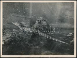cca 1932 Kinszki Imre (1901-1945) budapesti fotóművész pecséttel jelzett vintage fotóművészeti alkotása (Fiatal nílusi krokodilus), 18x24 cm