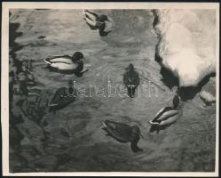 cca 1933 Kinszki Imre (1901-1945) budapesti fotóművész pecséttel jelzett vintage fotóművészeti alkotása (Kacsák), 13x16,3 cm