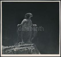 cca 1932 Kinszki Imre (1901-1945) budapesti fotóművész pecséttel jelzett vintage fotóművészeti alkotása (Madár), 17,6x19 cm