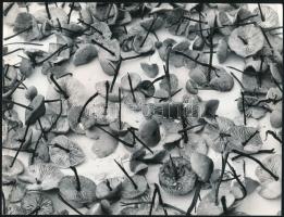 cca 1976 Karcza László: Gombaszedés után, feliratozott vintage fotóművészeti alkotás, 18x24 cm