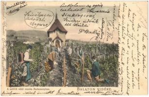 1904 Badacsony, A szőlőt védő munka, permetezés a szőlőhegyen. Balaton Vidéke. D.K.F.E. 891.