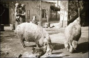 cca 1945 előtt készült vegyes témájú felvételek tétele, 145 db vintage NEGATÍV, 6x9 cm