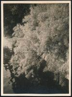 1931 Kinszki Imre (1901-1945) budapesti fotóművész által datált és sorszámozott (905) vintage fotó, 8,5x6,4 cm