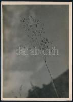 cca 1933 Kinszki Imre (1901-1945) budapesti fotóművész pecséttel jelzett és aláírt vintage fotóművészeti alkotása (Égig érő mezei növény), 18x13 cm
