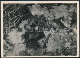 cca 1935 Kinszki Imre (1901-1945) budapesti fotóművész pecséttel jelzett vintage fotóművészeti alkotása (Lipótmező, illatos ibolya), 13x18 cm