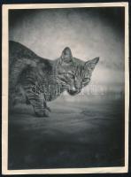 cca 1929 Kinszki Imre (1901-1945) budapesti fotóművész hagyatékából, jelzés nélküli vintage fotó (Finom falat leszel...), 8x6 cm