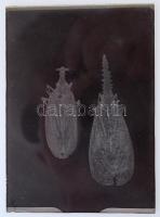 cca 1935 Kinszki Imre (1901-1945) budapesti fotóművész hagyatékából 14 db vintage üveglemez NEGATÍV,...