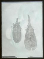 cca 1935 Kinszki Imre (1901-1945) budapesti fotóművész hagyatékából 14 db vintage üveglemez NEGATÍV,...