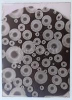 cca 1935 Kinszki Imre (1901-1945) budapesti fotóművész hagyatékából 14 db vintage üveglemez NEGATÍV,...