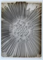 cca 1935 Kinszki Imre (1901-1945) budapesti fotóművész hagyatékából 14 db vintage üveglemez NEGATÍV,...