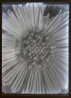 cca 1935 Kinszki Imre (1901-1945) budapesti fotóművész hagyatékából 14 db vintage üveglemez NEGATÍV,...