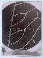 cca 1935 Kinszki Imre (1901-1945) budapesti fotóművész hagyatékából 14 db vintage üveglemez NEGATÍV,...