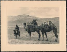 cca 1925 Áruszállító tevék valahol Törökországban, Hutzl Leo fotója, hátoldalon feliratozva, jó állapotban, 13×18 cm / camels in Turkey