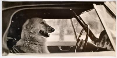Kutya a kormánynál. Vintage fotó, papír, jelzés nélkül. Törésekkel. 29x59 cm