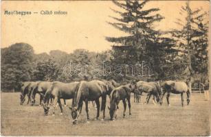 1919 Mezőhegyes, csikó ménes (EK)