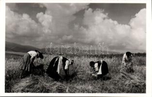 Csík harvest