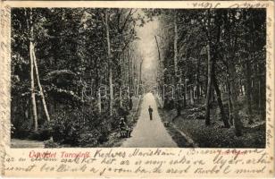 1905 Tarcsa, Tarcsafürdő, Bad Tatzmannsdorf; Erdei sétány / forest promenade / Waldpromenade