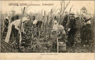 1912 Székelyhíd, Sacueni; Söpjing Endre szőlőbirtokos, szüret november 19-én. Sonnenfeld Adolf kiadása / vineyard, grape harvest (EK)