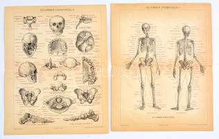 cca 1896 Az ember csontváza I-II. Pallas Nagy Lexikona, 2 db nyomat, papír, 23,5×30,5 cm