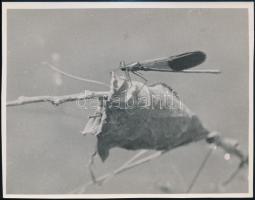 cca 1934 Kinszki Imre (1901-1945) budapesti fotóművész hagyatékából, pecséttel jelzett és a szerző által feliratozott vintage fotó (Calopteryx splendens), 12,8x15 cm