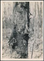 cca 1933 Kinszki Imre (1901-1945) budapesti fotóművész hagyatékából, pecséttel jelzett és a szerző és Lambrecht Kálmán által feliratozott vintage fotó (Harkály nyomai), 18x13 cm