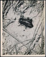 cca 1934 Kinszki Imre (1901-1945) budapesti fotóművész hagyatékából, pecséttel jelzett és a szerző által feliratozott vintage fotó (Tücsök lárva), 16x13 cm