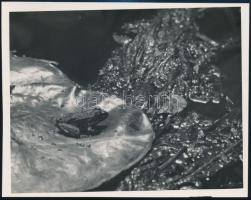 cca 1936 Kinszki Imre (1901-1945) budapesti fotóművész hagyatékából, pecséttel jelzett vintage fotó (Béka a tavirózsán), 12x15,3 cm